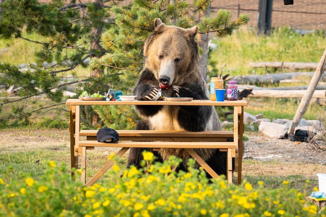 فيلا Baby Bear Cabin غرب يلوستون المظهر الخارجي الصورة