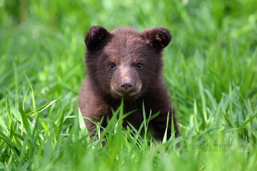 فيلا Baby Bear Cabin غرب يلوستون الغرفة الصورة